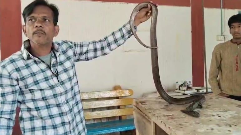 80 Stitches, 2-Hour Surgery: How Madhya Pradesh Doctors Saved Injured Cobra