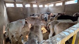 अलवर के कांजी हाउस की दयनीय स्थिति, गायों की जान जोखिम में; नगर निगम की लापरवाही उजागर