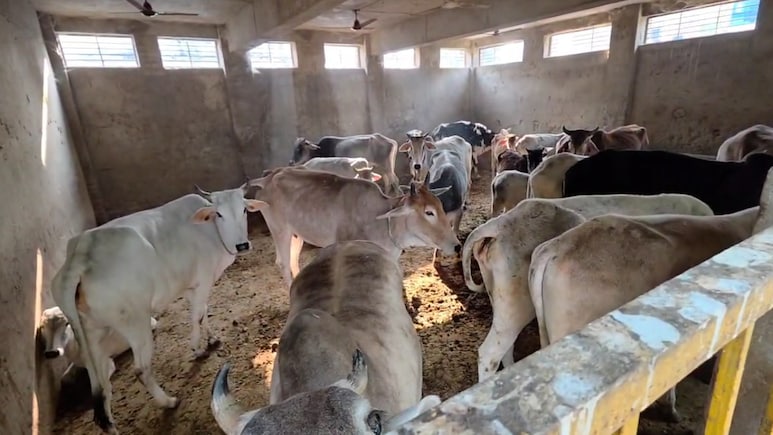 अलवर के कांजी हाउस की दयनीय स्थिति, गायों की जान जोखिम में; नगर निगम की लापरवाही उजागर