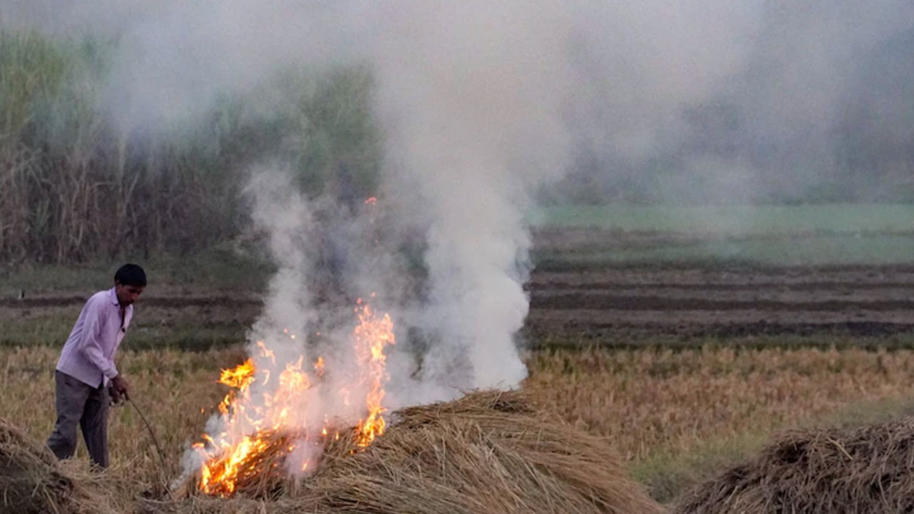 60% Rise In Stubble Burning In 6 States In 24 Hours: Delhi Gasps For Air