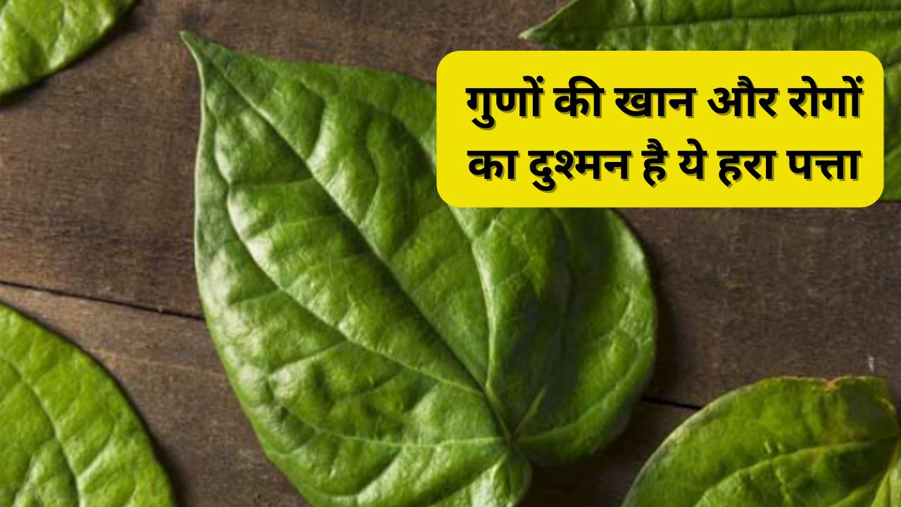 इस एक पत्ते का सेवन बदल देगा आपका जीवन, Doctor ने बताया इसे 100 साल तक स्वस्थ रहने का राज