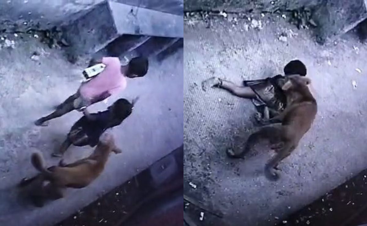 Two-Year-Old Girl Suffers Serious Injuries in Stray Dog Attack in Maharashtra