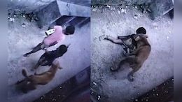 2-Year-Old Attacked By Stray Dog In Maharashtra's Thane