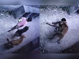 2-Year-Old Attacked By Stray Dog In Maharashtra's Thane