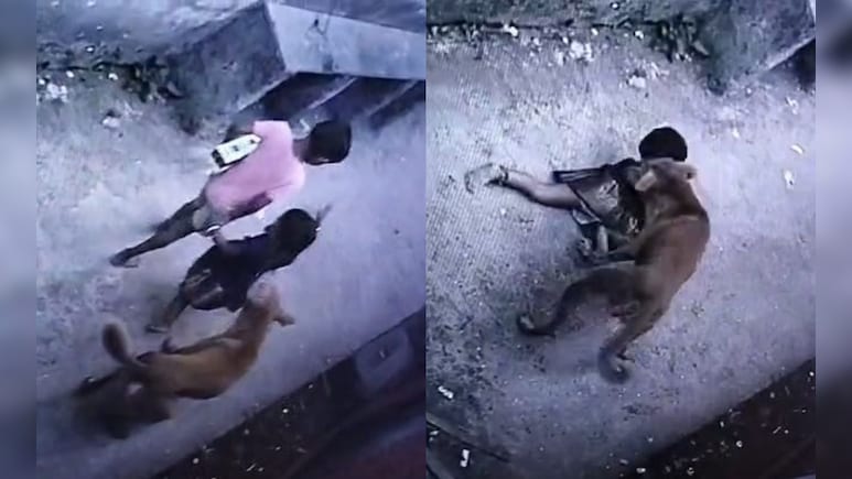 2-Year-Old Attacked By Stray Dog In Maharashtra's Thane