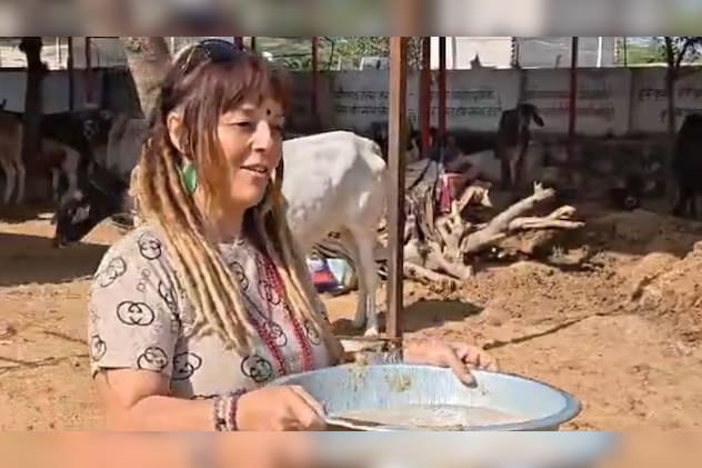 गायों को खिलाया चा गायों को खिलाया चा