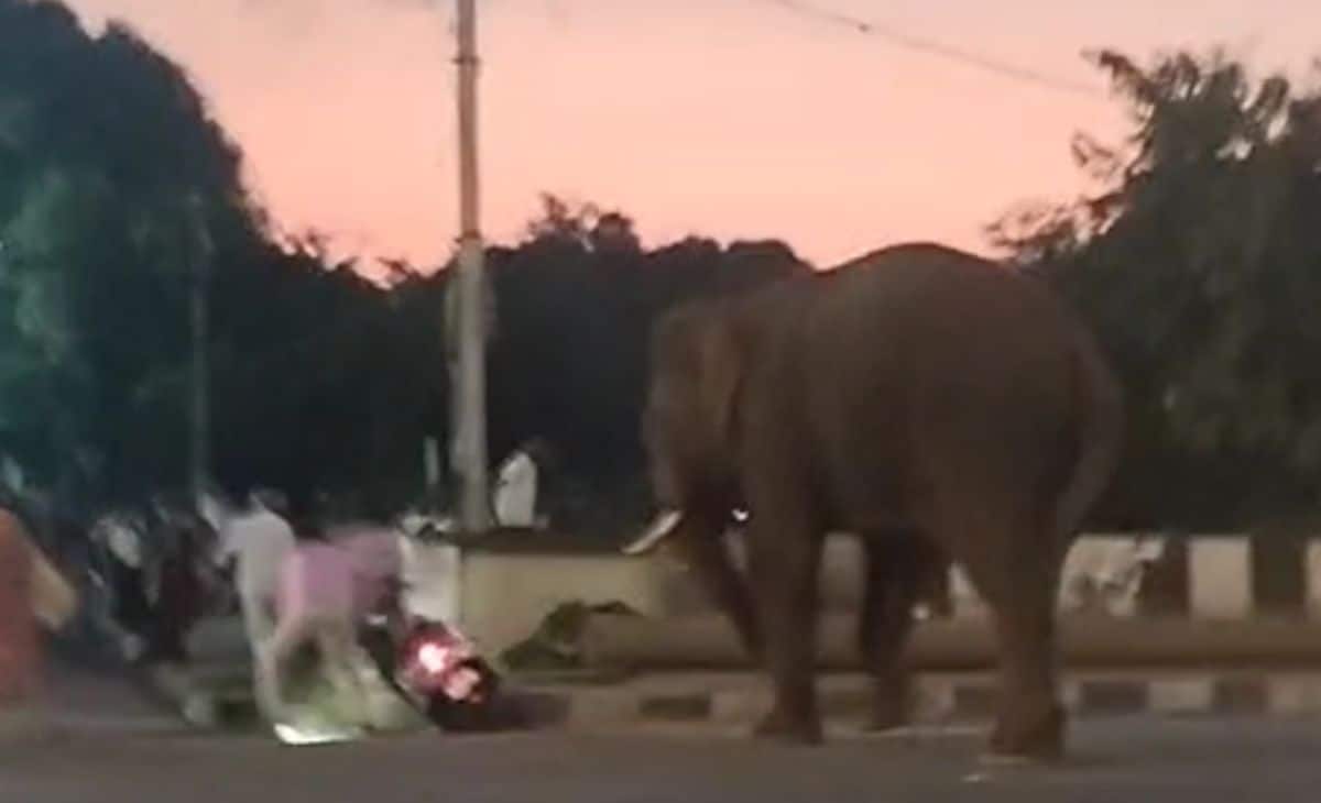 Trained Elephant Causes Panic in Karnataka Town After Fleeing Tiger-Tracking Operation