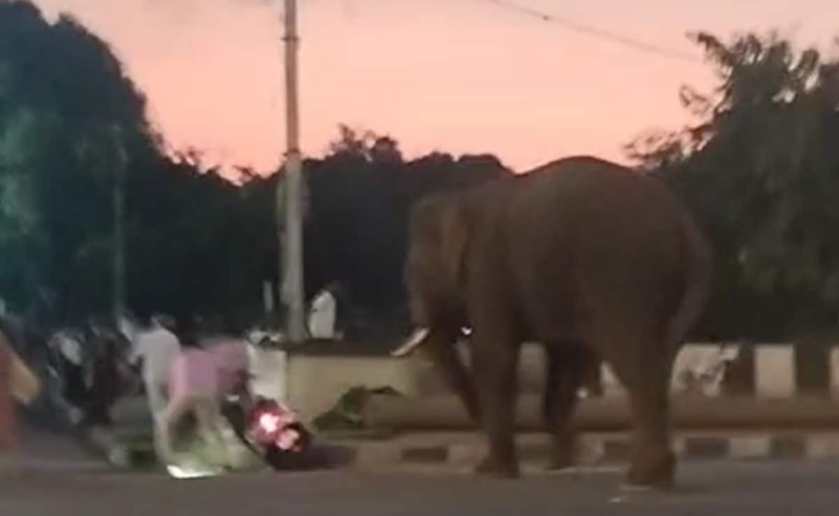 Elephant Brought For Tiger-Tracking Enters Karnataka Town, Creates Panic