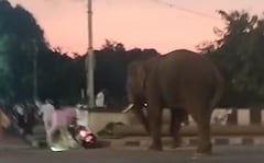 Elephant Brought For Tiger-Tracking Enters Karnataka Town, Creates Panic