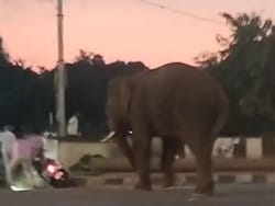 Elephant Brought For Tiger-Tracking Enters Karnataka Town, Creates Panic