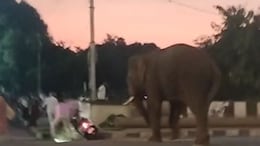 Elephant Brought For Tiger-Tracking Enters Karnataka Town, Creates Panic