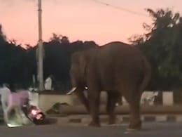 Elephant Brought For Tiger-Tracking Enters Karnataka Town, Creates Panic