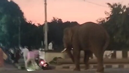 Elephant Brought For Tiger-Tracking Enters Karnataka Town, Creates Panic