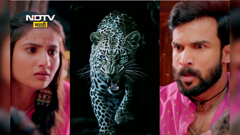 Bibtya Terror In Maharashtra: बिबट्याची दहशत आता येड लागलं प्रेमाचं मालिकेतही, राया-मंजिरीच्या जीवनात नवं वादळ