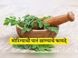 Moringa Benefits: मोरिंग्याची पानं संत्र्यापेक्षा 7 पट, दुधापेक्षा 17 पट, पालकपेक्षा 25 पट आहेत शक्तिशाली; जाणून घ्या सेवनाची योग्य पद्धत