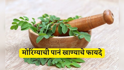 Moringa Benefits: मोरिंग्याची पानं संत्र्यापेक्षा 7 पट, दुधापेक्षा 17 पट, पालकपेक्षा 25 पट आहेत शक्तिशाली; जाणून घ्या सेवनाची योग्य पद्धत
