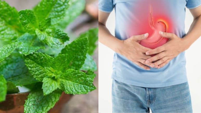 दिन में दो बार ये पत्ता चबा लिया, तो गैस-एसिडिटी रहेगी कोसों दूर, आराम से पचेगा खाना