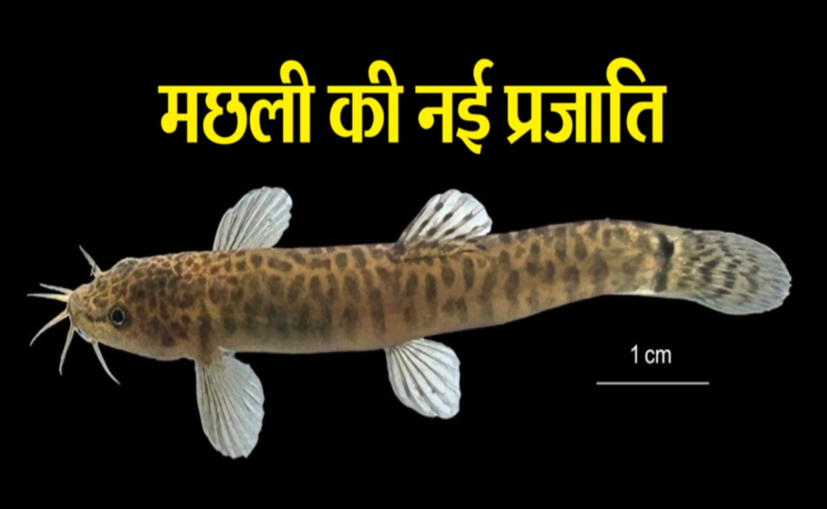 MP के नर्मदा बेसिन में मछलियों की एक नई प्रजाति की हुई खोज, जानिए क्या हैं खूबियां