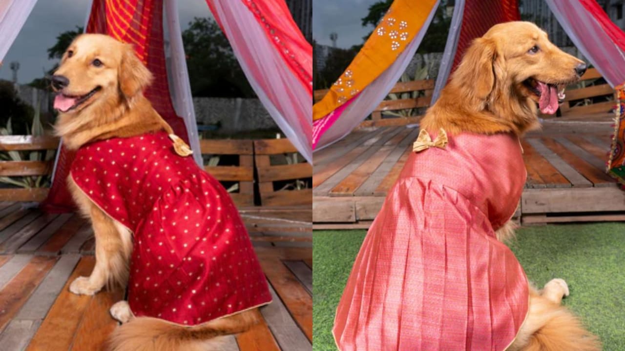 Dogs are now part of every celebration, including weddings.