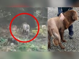 जंगल में इस जानवर को जाता देख कांप उठा लोगों का कलेजा, पुलिस को किया फोन..जांच में निकला 'माउस'