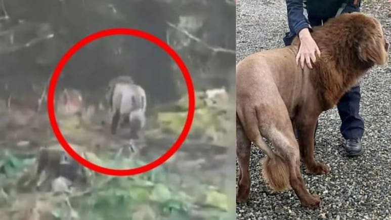 जंगल में इस जानवर को जाता देख कांप उठा लोगों का कलेजा, पुलिस को किया फोन..जांच में निकला 'माउस'