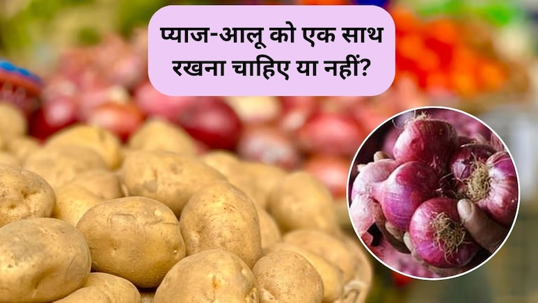 आलू और प्याज को एक-साथ क्यों नहीं रखना चाहिए? जानिए इसके नुकसान और स्टोर करने का सही तरीका