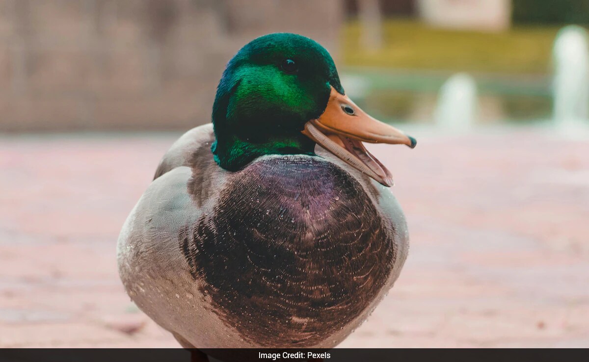 Chinese Woman Mourns Pet Duck Killed in Road Accident