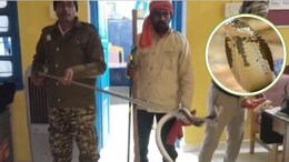 MP: थाने में दिखा जहरीला मेहमान, पुलिसकर्मियों की फूली सांसें, मच गया हड़कंप, फिर हुआ ये...