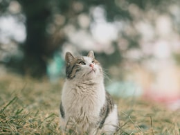 China's "Life Release" Ritual Turns Tragic After 1,100 Cats Released Near Reservoir