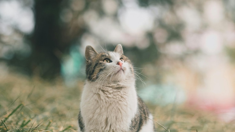 China's "Life Release" Ritual Turns Tragic After 1,100 Cats Released Near Reservoir