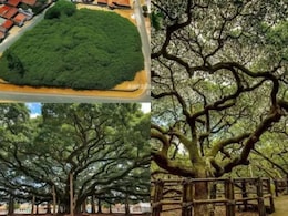 फक्त 'या' एका झाडाने संपूर्ण शहरच झाकलंय! 20 एकर जमिनीवर पसरलंय, कुठे आहे जगातील सर्वात मोठं झाडं?