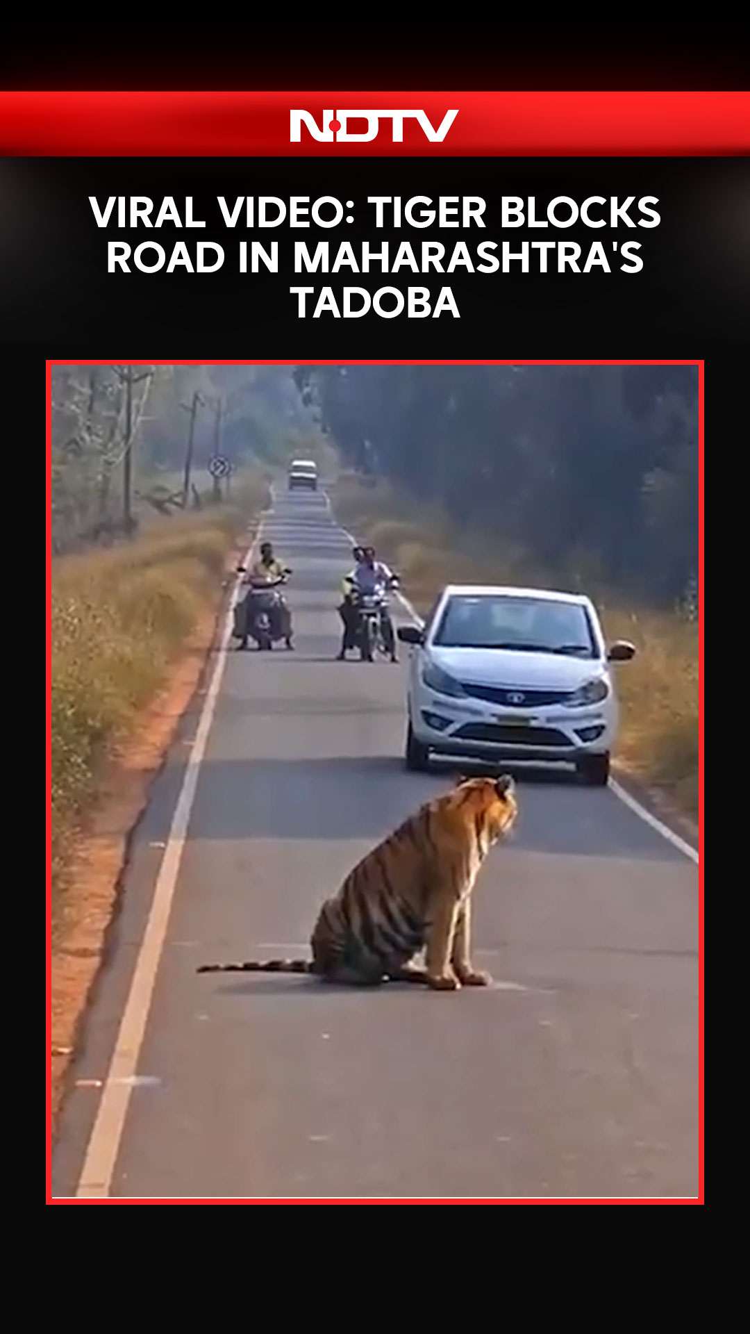 Video: Viral Video: Tiger Blocks Road In Maharashtra's Tadoba, Halts Traffic for Hours