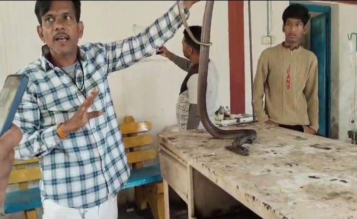 Snake Treatment: सांप का रेस्क्यू; JCB के चपेट में आया कोबरा, 80 टांके लगाकर डॉक्टर ने बचाई जान
