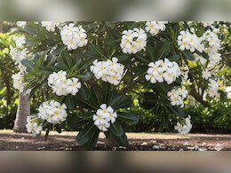 पता है दिल्ली नोएडा में जगह जगह यह ‘पेड़‘ ही क्यों लगाया गया है? ये है वजह पता है दिल्ली नोएडा में जगह जगह यह ‘पेड़‘ ही क्यों लगाया गया है? ये है वजह