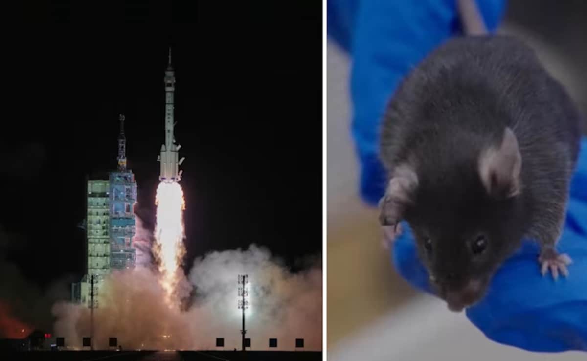 चीन का अंतरिक्ष मिशन...स्‍पेस पर गया सबसे कम उम्र का यात्री, साथ में  4 चूहे भी, जानिए उनका वहां क्‍या काम 