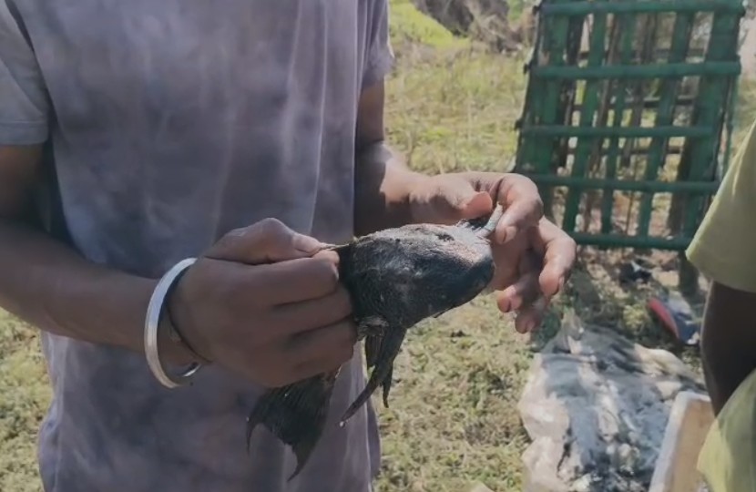 बिहार में मछुआरे के हाथ लगी दुर्लभ मछली, देखने के लिए दूर-दूर से पहुंचने लोग