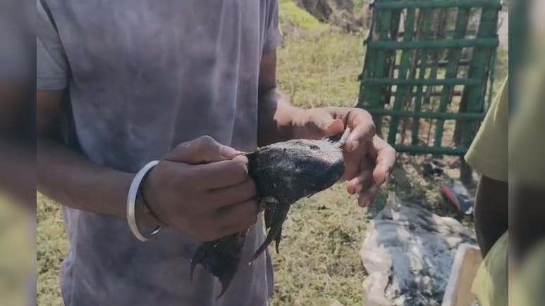 बिहार में मछुआरे के हाथ लगी दुर्लभ मछली, देखने के लिए दूर-दूर से पहुंचने लगे लोग