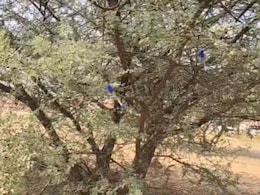 पेड़ पर पेन टांगने से मिलती है सरकारी नौकरी? जानें कहां है यह पेड़ और वायरल वीडियो का फैक्ट