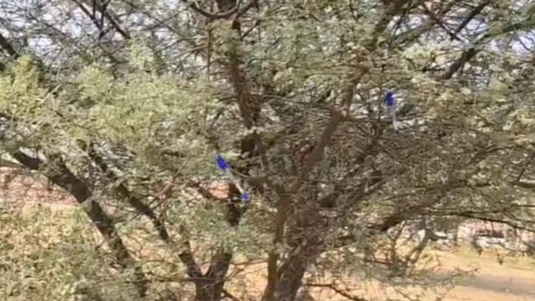 पेड़ पर पेन टांगने से मिलती है सरकारी नौकरी? जानें कहां है यह पेड़ और वायरल वीडियो का फैक्ट