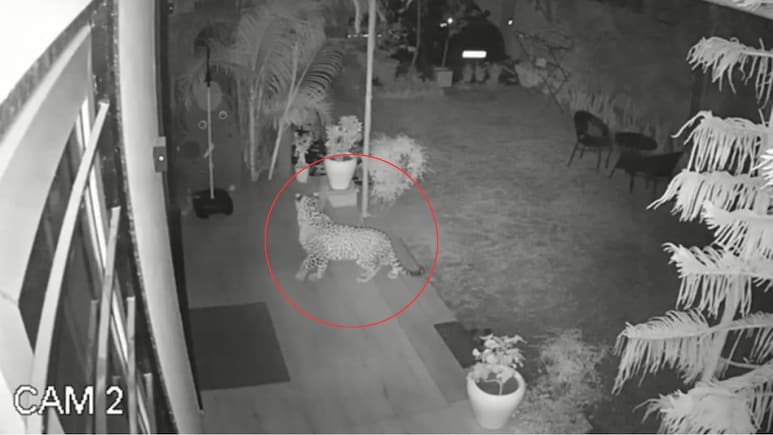 जयपुर में तेंदुआ दिखने से हड़कंप, घर के गेट पर चढ़ा; स्कूलों में करवाई जल्दी छुट्टी