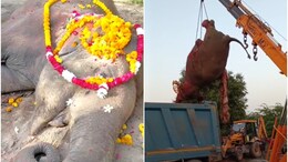 राजस्थान: जालौर का प्रिय हाथी 'मोनू' नहीं रहा; नम हुईं आंखें, प्रशासन पर आरोप- पोस्टमार्टम के बाद टांके नहीं लगाए!