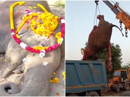 राजस्थान: जालौर का प्रिय हाथी 'मोनू' नहीं रहा; नम हुईं आंखें, प्रशासन पर आरोप- पोस्टमार्टम के बाद टांके नहीं लगाए!