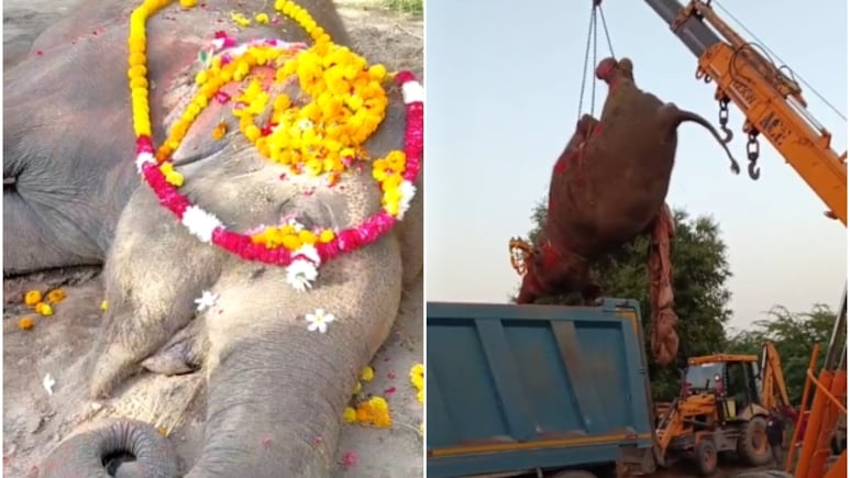 राजस्थान: जालौर का प्रिय हाथी 'मोनू' नहीं रहा; नम हुईं आंखें, प्रशासन पर आरोप- पोस्टमार्टम के बाद टांके नहीं लगाए!