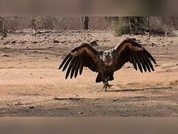 15000 किमी की यात्रा कर वापस भारत लौटा 'मारीच' गिद्ध, एमपी से उड़कर 4 देशों में घूमा