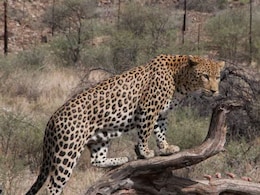 Leopard Viral Video : माथेरानच्या डोंगरातील बिबट्याचा पनवेलच्या 'या' भागात मुक्त संचार, नागरिकांची हवा टाईट