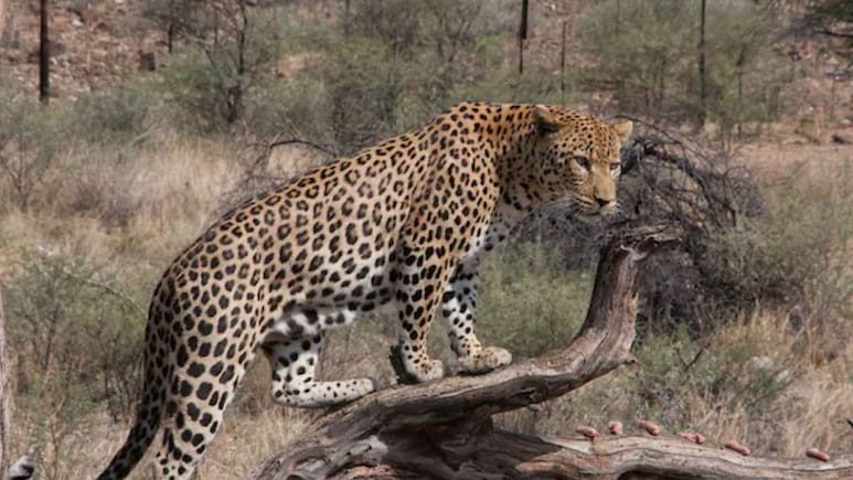 Leopard Viral Video : माथेरानच्या डोंगरातील बिबट्याचा पनवेलच्या 'या' भागात मुक्त संचार, नागरिकांची हवा टाईट