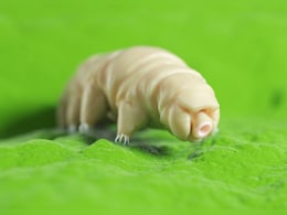 जीवों की दुनिया का 'बाहुबली', खौलते पानी में डाल दोगे तो भी रहेगा जिंदा, ये है सबसे शक्तिशाली जीव