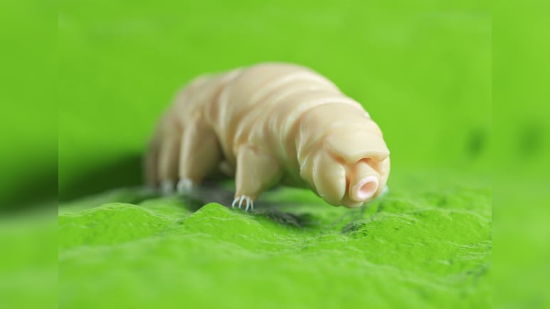 जीवों की दुनिया का 'बाहुबली', खौलते पानी में डाल दोगे तो भी रहेगा जिंदा, ये है सबसे शक्तिशाली जीव