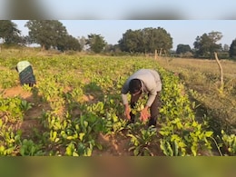 इस सब्जी की खेती कर कमाए लाखों का मुनाफा, छत्तीसगढ़ के किसान ने कम मेहनत में पेश की मिसाल