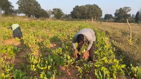 इस सब्जी की खेती कर कमाए लाखों का मुनाफा, छत्तीसगढ़ के किसान ने कम मेहनत में पेश की मिसाल